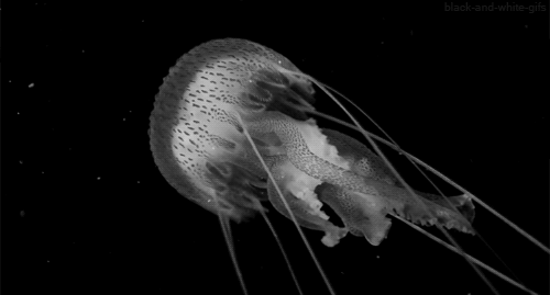Why Here Why Jellyfish